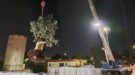 Sollevamento di un albero nell'Aeroporto di Bari