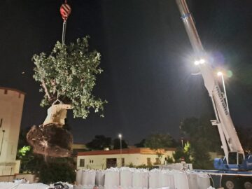 Sollevamento di un albero nell'Aeroporto di Bari