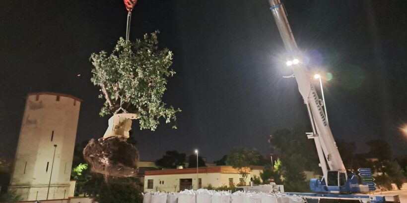 Sollevamento di un albero nell'Aeroporto di Bari